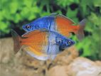 Bosamani Rainbow Fish