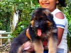 German Sheperd Puppies