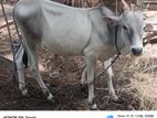 Farm Cow