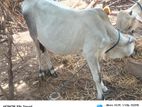 Farm Cow