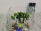 Fish Bowl Tank