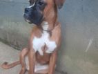 Boxer බලු පැටියෙක්