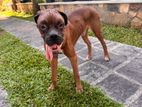 Boxer Dog