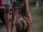 Boxer Dog