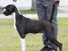 Boxer Dog for Stud Service