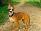 Boxer Female Dog