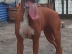 Boxer Female