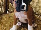 Boxer Female Puppies