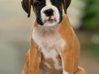 Boxer