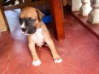 Boxer Dog