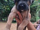 Boxer Puppy