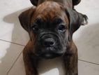Boxer Female Dog for Kind Home