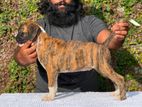 Boxer Puppies