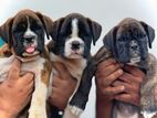 Boxer Puppies Female