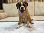 Boxer Puppies