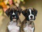 Boxer Puppies