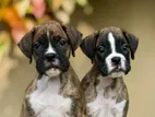 Boxer Puppies