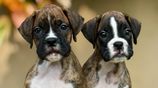 Boxer Puppies