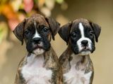 Boxer Puppies