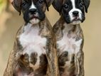 Boxer Puppies