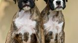 Boxer Puppies