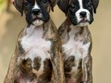 Boxer Puppies