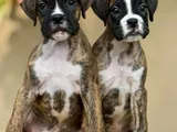 Boxer Puppies