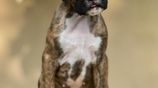 Boxer Puppies