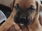 Boxer Puppies