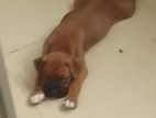 Boxer Puppy