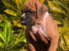 Boxer Puppies