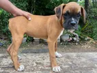 Dogs for Sale - Buy, Sell & Adopt in Sri Lanka