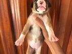 Boxer Puppies