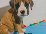 Boxer Puppies