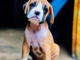 Boxer Puppies