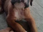 Boxer Puppies