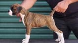Boxer Puppies