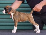 Boxer Puppies