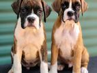 Boxer Puppies