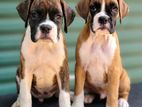 Boxer Puppies