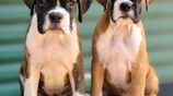 Boxer Puppies