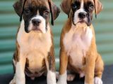 Boxer Puppies