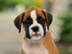 Boxer Puppies
