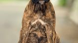 Boxer Puppies