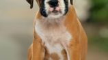 Boxer Puppies