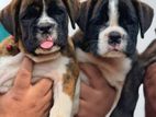 Boxer Puppies