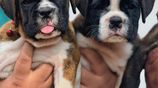 Boxer Puppies