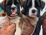 Boxer Puppies