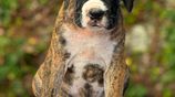 Boxer Puppies