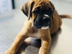 Boxer Puppy